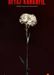 Beyaz Karanfil